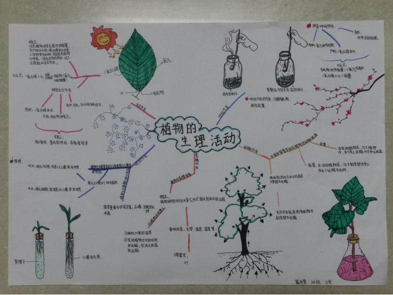 "绿色开花植物的生活史"思维导图一等奖作品